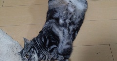 実物のﾈｺﾁｬﾝたちセカンド267