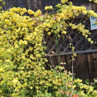 open_heart_shinkoのblog