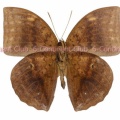 オオトガリワモン♂ (マレー半島) Discophora timora perakensis