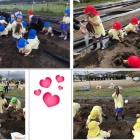 『お芋ほりを行いました。』の画像