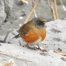 2026年2月7日の野鳥公園