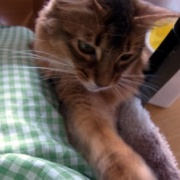フミフミをするときの猫の表情いろいろ