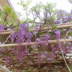  花好きおばあさんの　園芸ボランティア日記