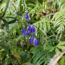 トリカブト　嶺岡林道