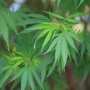 「なんかあそこ大麻みたいな匂いする」⇒調べてみたら大量に見つかり逮捕