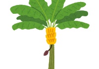 クランベリー 花が咲かないと思ってたら グリーンらいふまとめ