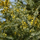 横浜イングリッシュガーデン　ミモザ（アカシア）、デージー、スノードロップ