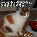 猫に小判を与えたら。 埋蔵金:千七百四拾四両 こんなで御座いましてぇ・・・。