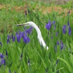 治水緑地の野鳥日記