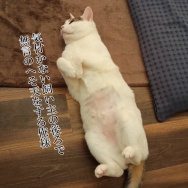 青春に忙しい娘。と、黄色い鉱石つくりました。