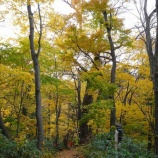 『札幌円山の紅葉２』の画像
