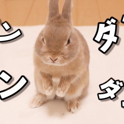 お留守番中にあるはずのない大好物が置いてあった時のウサギの反応が可愛すぎました No 522 キルアルーム