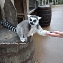 ワオさんが飛び乗ってきた！～初めての伊豆アニマルキングダムDay2-9