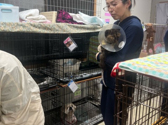 深夜ですが、猫のシャンプーも、、、