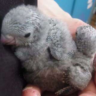 サザナミインコのRamona