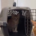 猫の動画 ねこわん！