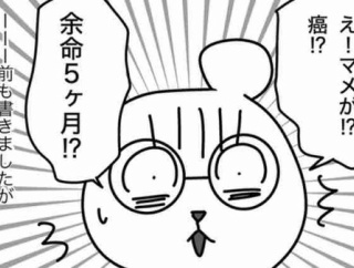 猫の余命宣告⑧夫、13年（前編）