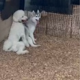 レディちゃんとカミュ君の里帰り😄👌💓