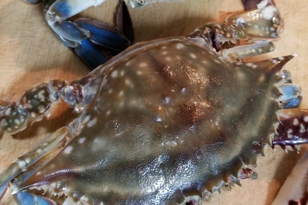 釣海38 相模湾の釣れてる魚と料理 Amp オススメアイテム 釣りは人を幸せにしますね ワタリガニ