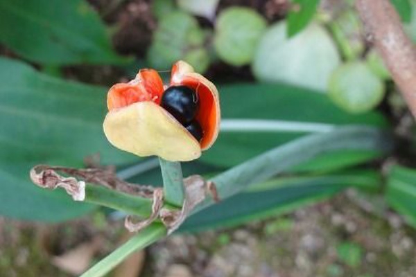 花散歩 シロスジアマリリスの実 とカポックの花