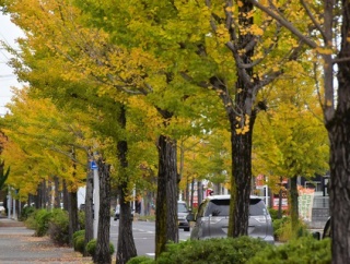 天徳寺通りの紅葉・保戸野学園通りから原ノ町・みちよさ画像