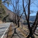 四万十川桜街道