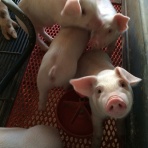 みやじ豚.com 兄の弟のブログ