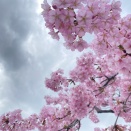 曇り空に映える鮮やかなピンク海沿いの河津桜に癒やされたよ