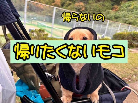 ドッグランに行ってきました。南郷上ノ山公園。