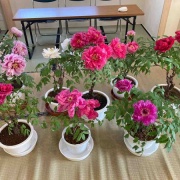 �������θ����衡���������߲�ð