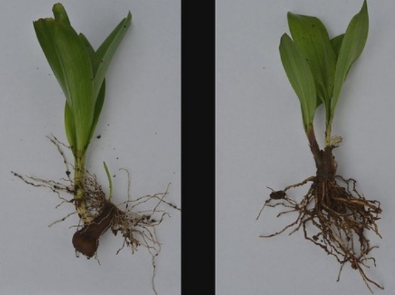【誤認】「ギョウジャニンニクの天ぷらを食べた」 有毒植物・イヌサフランの誤食で70代女性死亡