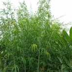 「藍川京」の部屋