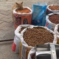 近所の猫がペットショップのごちそうをパクパクと食べていた（動画）