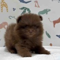 新しいわんちゃんの紹介です🐶