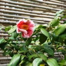 茅ヶ崎　氷室椿庭園（６）天人松島、氷室雪月花、紅獅子、越の里など