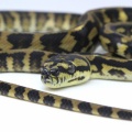 【新入荷】ネシアンパイソン入荷