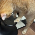 「猫が『独自の遊び』をしているのを目撃してしまった…その動きに釘付けだ」