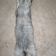 猫は自分の姿を理解している？していない？