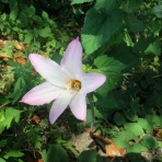 雑草をめぐる物語