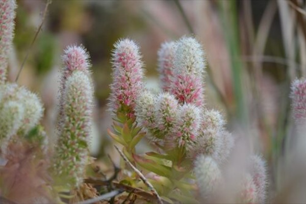 勝手に花言葉 徒然なるままに 勝手に花言葉