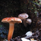 2026春の気配、判んないタケ・・多し。：笑（ニセヒメチチタケ）