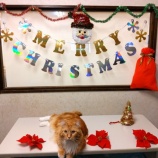 『🎄メリークリスマス🎅』の画像