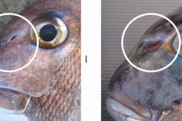 消えた鼻の穴 シップス塾長ブログ