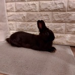 白うさぎレオちゃん