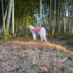 いんちょブログ