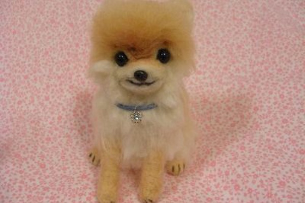 ポメラニアンのサマーカット 尋常じゃない可愛さ 黒ポメ日記