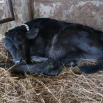 ちゅら島発 モーモーとおしゃべり