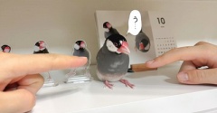 「気に入らない」に選ばれたのは私
