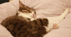 自衛する猫。
