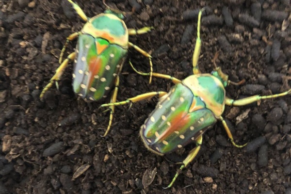 虹パラ クワガタ カブトムシ飼育記 ニジイロカナブン